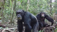 Chimpanzees may consume equivalent of 1 alcoholic drink a day from fermented fruit, study finds