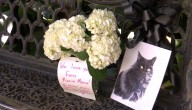 Fairhope mourns loss of beloved French Quarter feline 'Fancy'