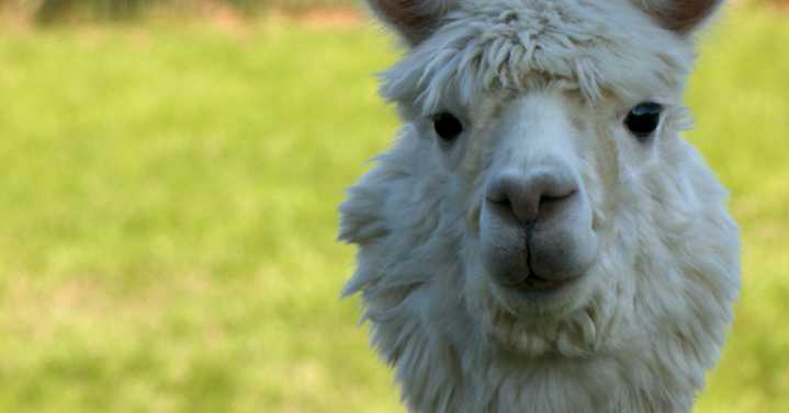 Kennewick alpaca farm celebrates National Alpaca Farm Days