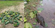 La furia del viento en Corozal, Sucre cobra la vida de decenas de cotorras