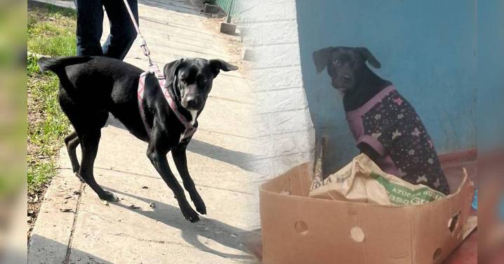 'Negrita', la perrita que fue abonada y atropellada hoy está recuperada y busca a su próxima familia