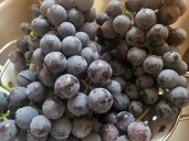 Chateau Hough invites community to grape stomping event at harvest