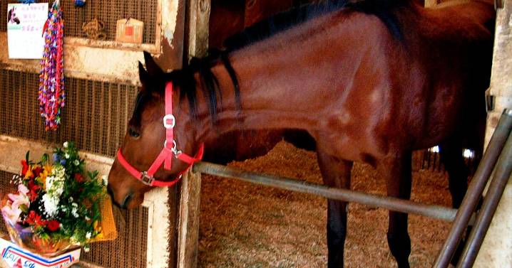 Haru Urara, losing racehorse who was a phenomenon in Japan and an 'Uma Musume' game favorite, dies at 29