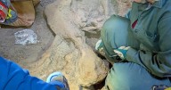 A mammoth discovery in the Bighorn Basin