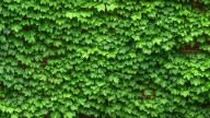 El secreto de los viveros: la planta perfecta para cubrir suelos o paredes que prospera donde nada más crece
