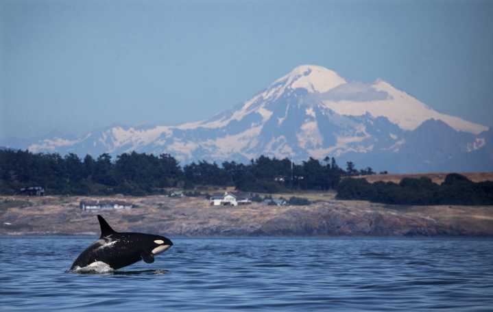Southern Resident orcas in Puget Sound may mean good news for salmon population