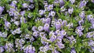The Colorful Shrub You Can Propagate In Fall For Free Blooms Next Season
