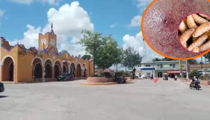Gusano barrenador ya llegó a Buctzotz: ya es el cuarto caso de contagio en humanos en Yucatán