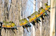 Piden informacón sobre la población de loros y cotorras