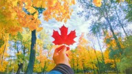 Hoy es el primer día de otoño: qué significa y cómo se determina la fecha