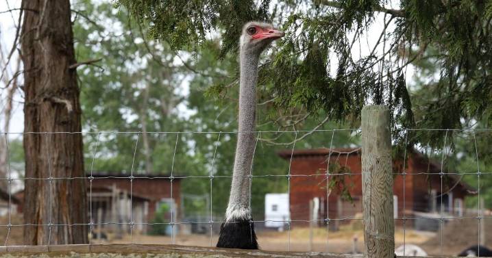 A timeline of the fight to save a flock of ostriches in a B.C. farm