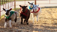 Los Angeles County Fair reveals 2026 schedule