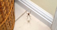 Brits recommended to do three tings to keep spiders out during 'mating season'