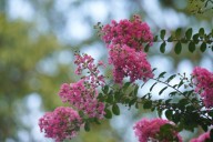 Investigating the garden mystery of a crape myrtle that stopped blooming