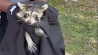 Central first responders free raccoon with bottle stuck on its head