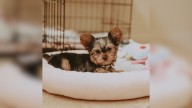 Arizona Girl Adopts A Black Yorkshire Terrier But Years Later Her Stunning Transformation Leaves Her In Awe
