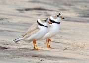 Like father, like son: Great Lakes piping plover family spotted wintering together in the South