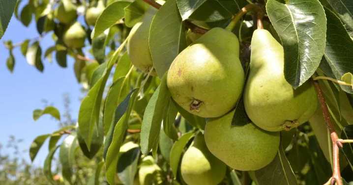 Por las nubes: cuál es el costo de plantar una hectárea de peras o manzanas en Río Negro y Neuquén «con todos los chiches»