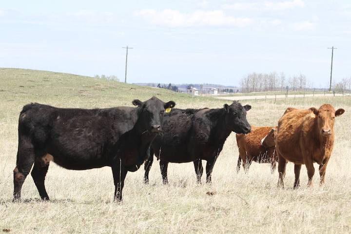 BCGEU strike shuts down B.C. meat processors as animal inspectors now off the job