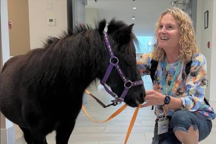 Miniature horse Miss Vickie brings joy and comfort to Langley Hospice