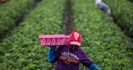 Federal data reveals 1.2 million drop in immigrant workers under Trump