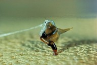 Microneedles Inspired by Bee Stingers Could Improve Sustained Drug Delivery