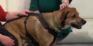 Pet of the Week: Meet Brutus!