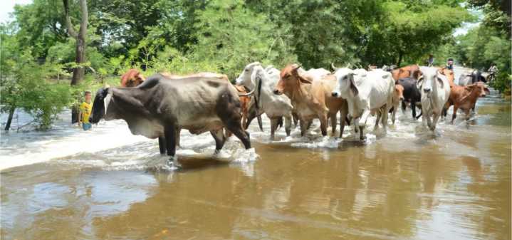 Las inundaciones perjudican la salud del ganado en Apure