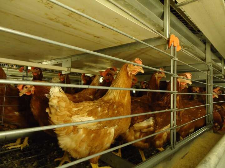 La gripe aviar sigue extendiéndose en Huelva: confirmado un segundo foco en una granja de Valverde del Camino