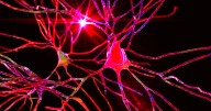 In Major Breakthrough, Scientists Successfully Treat Devastating Brain Disease Huntington’s for the First Time