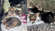 Florida Chihuahuas Transform From Fear To Freedom As They Feel Grass For The First Time