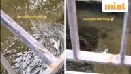 Flooded Kolkata sees snake with fish in mouth: ‘Bro proved that he is Bengali’