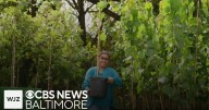 Howard County’s annual tree giveaway returns