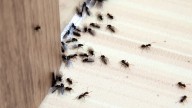 Ni citronela ni pesticida: el sencillo truco para ahuyentar las hormigas que invaden tu casa en verano