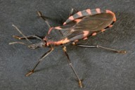 Cases of life-threatening ‘kissing bug’ disease in U.S. growing, CDC cautions