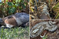 Greedy Burmese python pukes up a whole deer in Florida: scientists