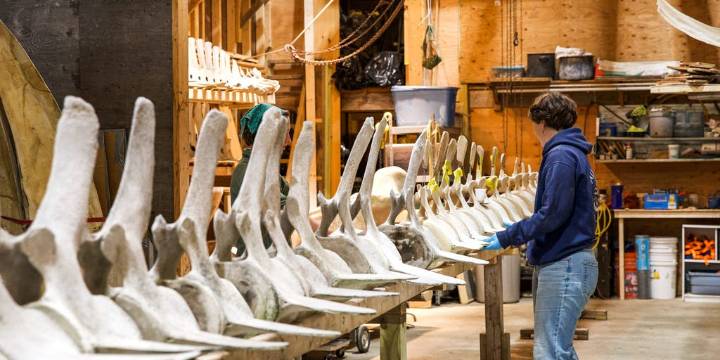 Fin whale bones assembled above Maine Beer Company tap room
