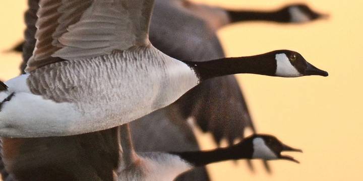 Police seek info on driver who hit flock of geese