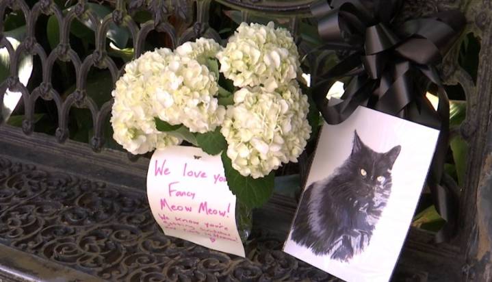 Fairhope mourns loss of beloved French Quarter feline 'Fancy'