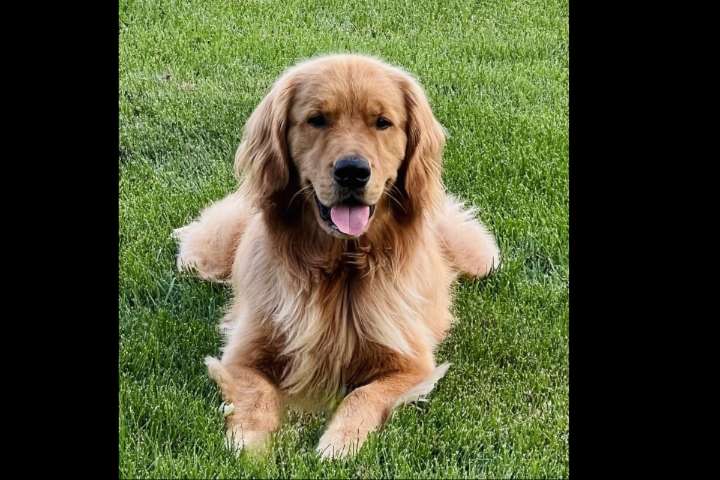 Woofs, Wags, and Wellness: Clancy Reports from 6th and Fitzgerald