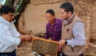 Agricultura refuerza control de abeja africana con cambio anual de abejas reina seleccionadas y mejoradas