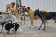 Crece 20% abandono de perros en Playa del Carmen durante verano