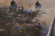 Apuestan ganaderos a producción ovina