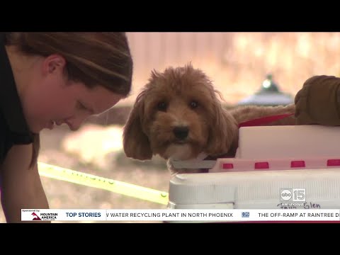 More than 60 dogs seized from alleged Litchfield Park puppy mill