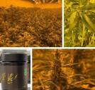DC’s marijuana market is changing. Some cultivators are seizing the moment