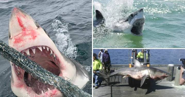 Ecosystem unbalanced: what a rise in shark numbers means for Australia's coast