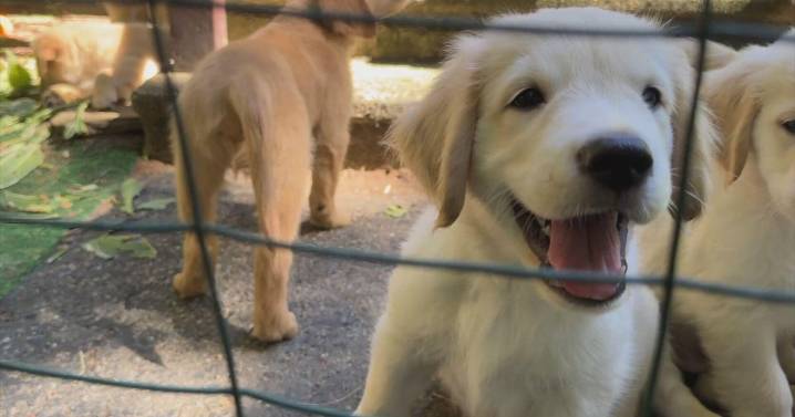 Dozens of golden retriever puppies available for adoption at Massachusetts shelter