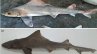 Localizan un extraño tiburón que se creía extinto