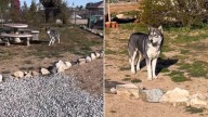 California Man Thought A Wolf Was Watching Him From The Yard Wall And The Truth Left Him Speechless