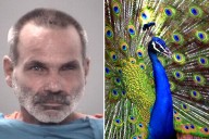 Florida man arrested for allegedly killing, cooking, and eating pet peacocks